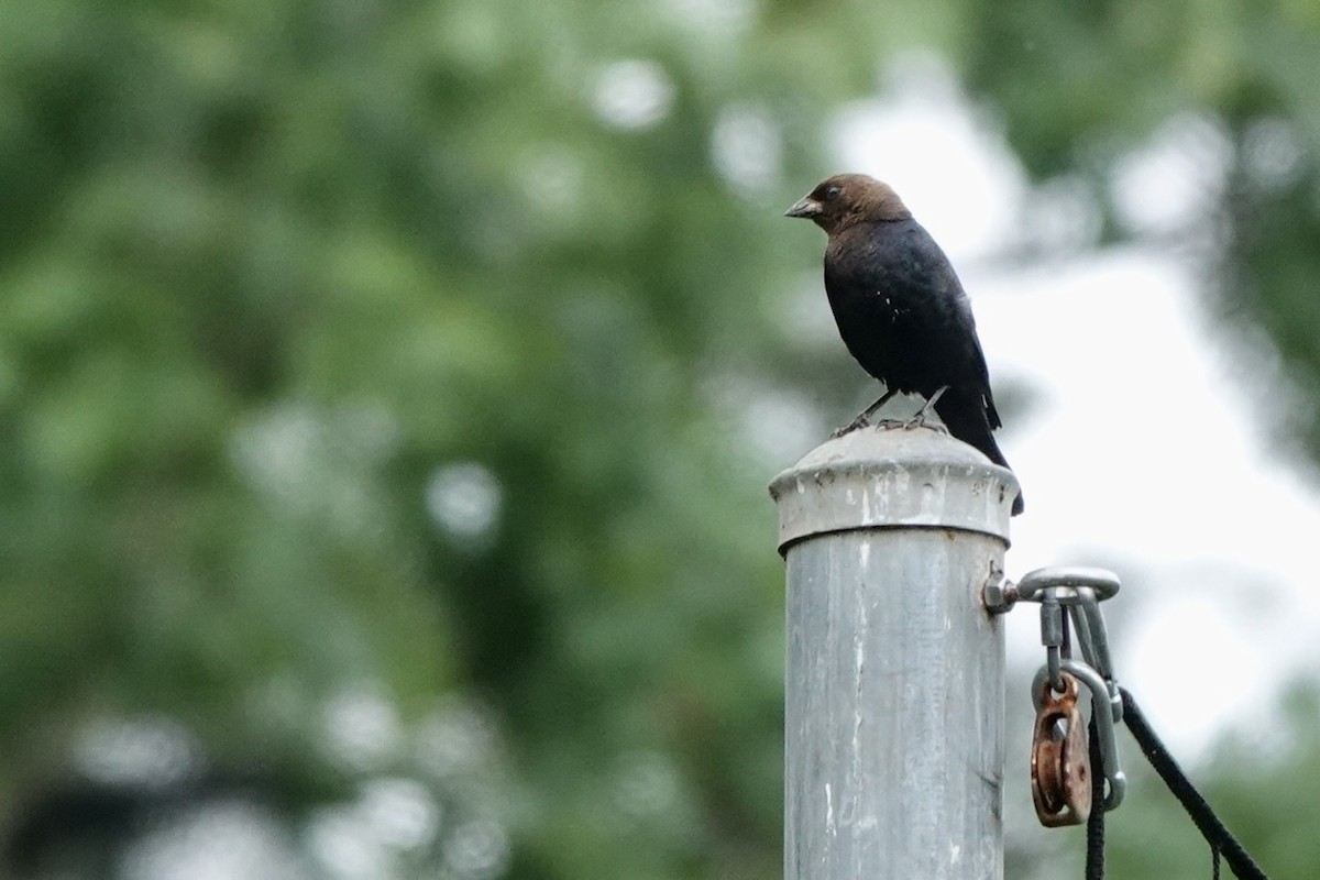 Brown-headed Cowbird - ML587846311