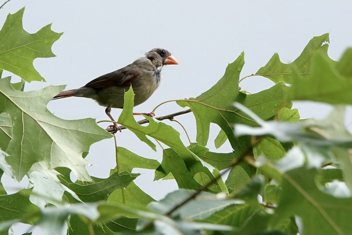 Northern Cardinal - ML587846441