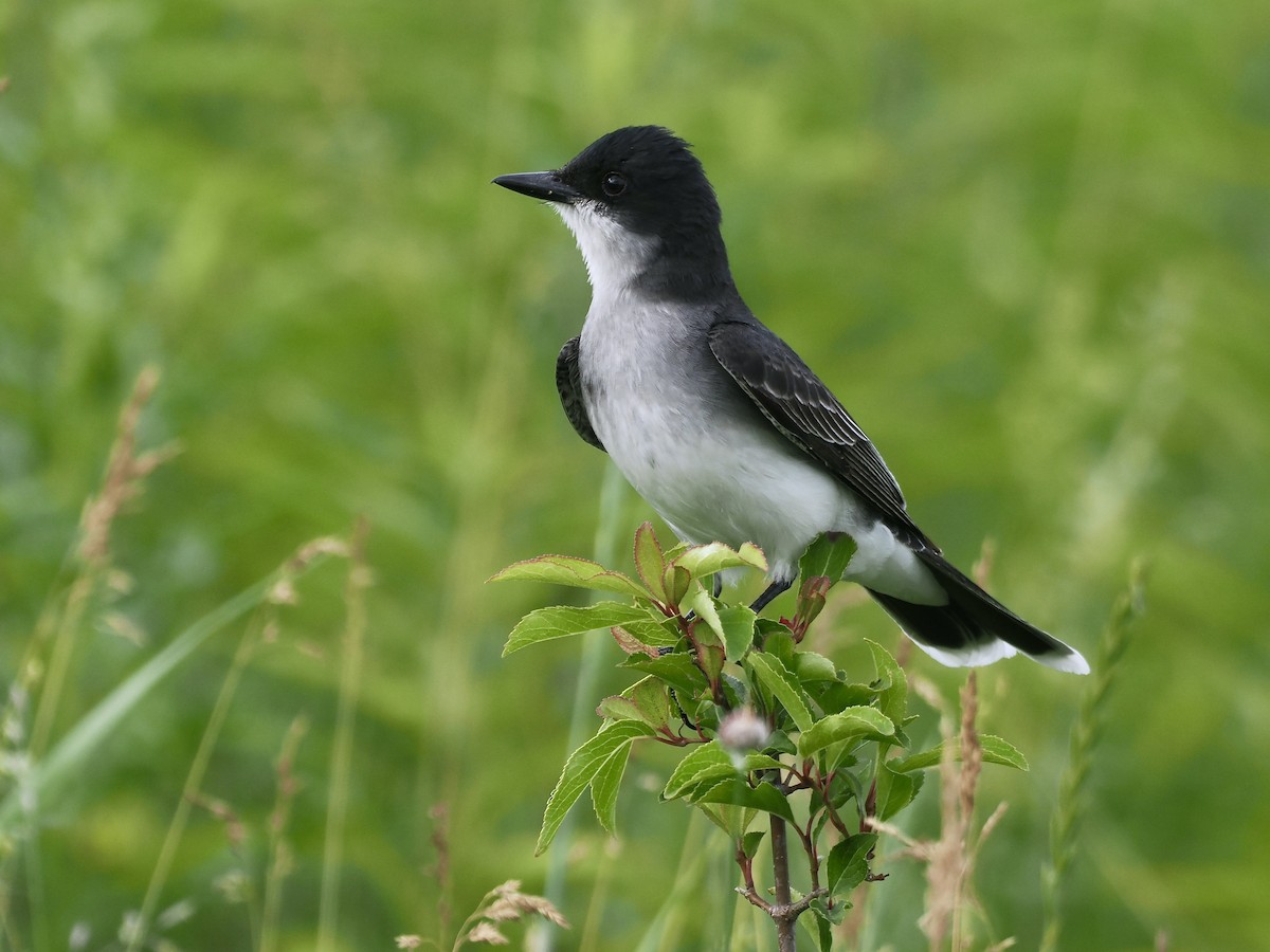 Eastern Kingbird - ML587847431