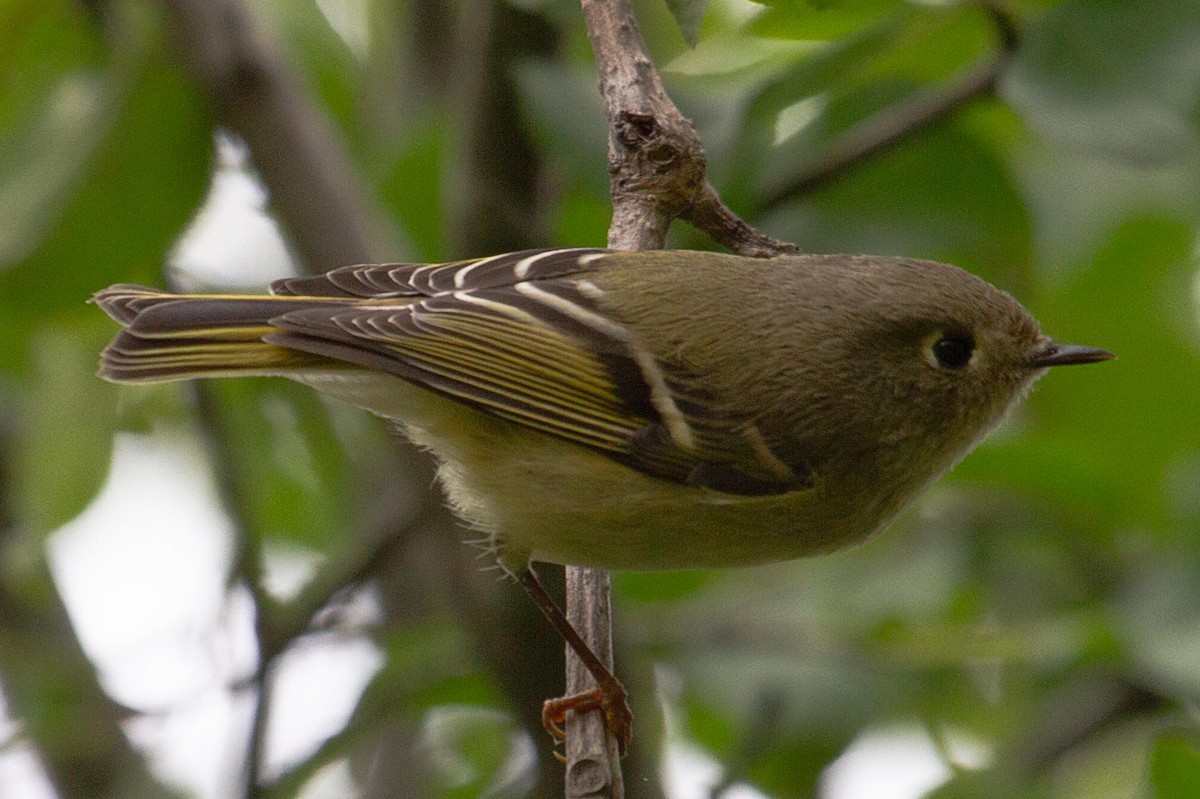 Ruby-crowned Kinglet - ML587847991