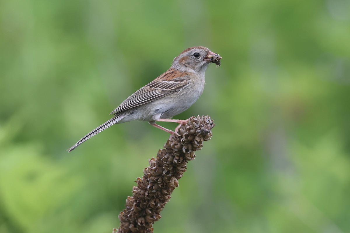 Field Sparrow - Ezra Staengl