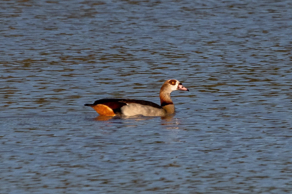 Egyptian Goose - ML587851151