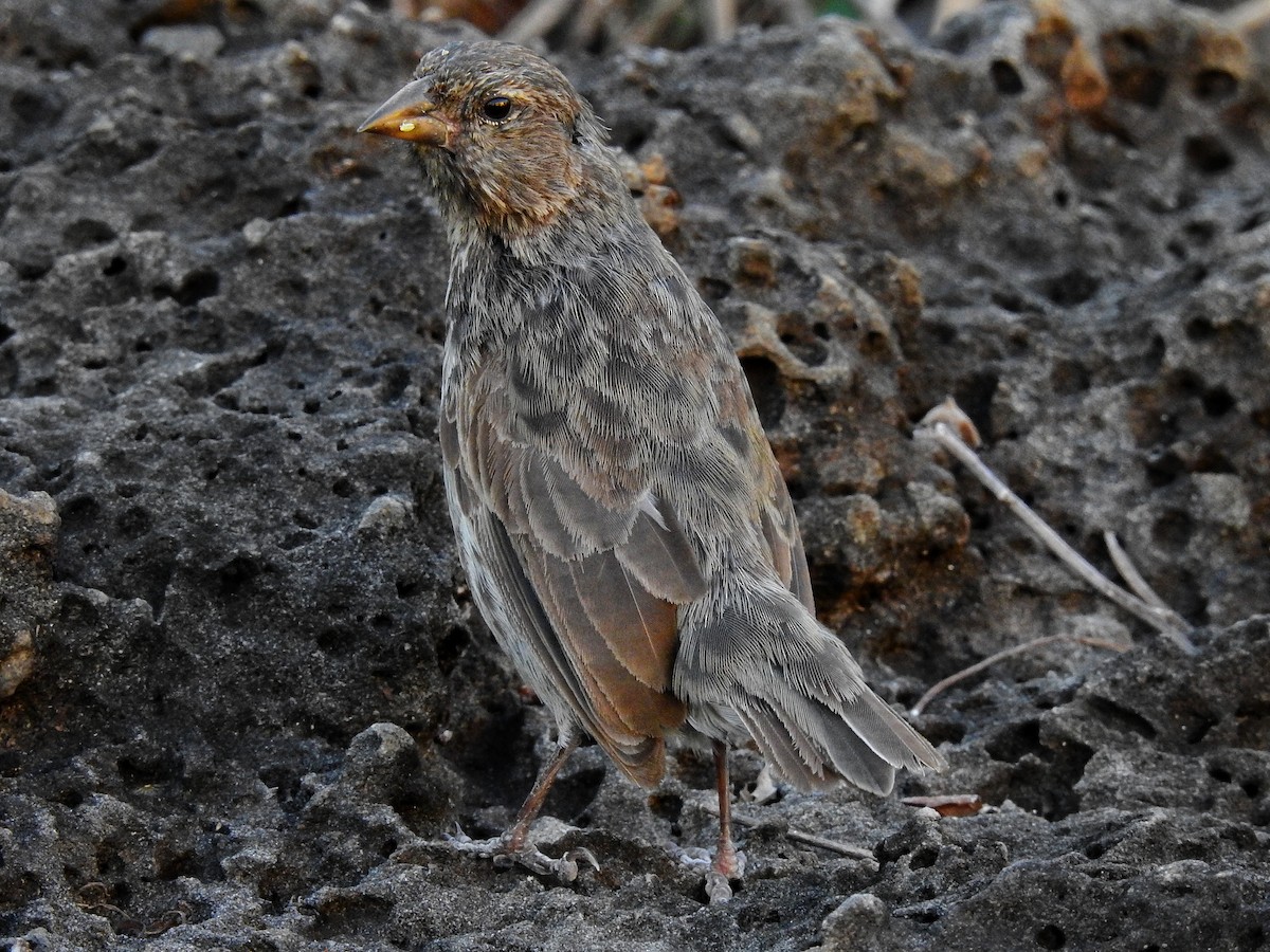 Common Cactus-Finch - ML587851881