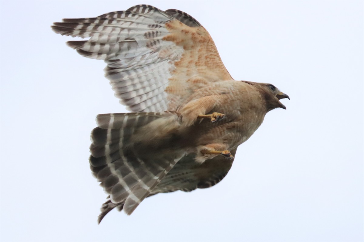 Red-shouldered Hawk - ML587852881