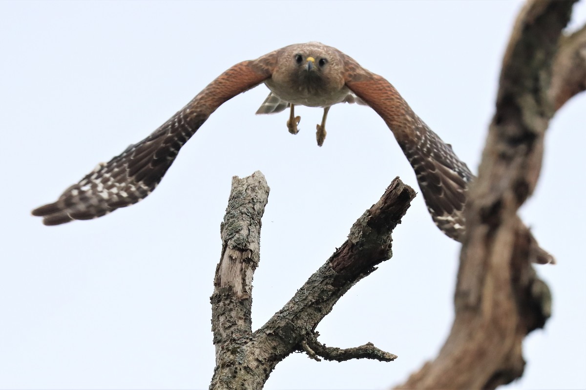 Red-shouldered Hawk - ML587852901