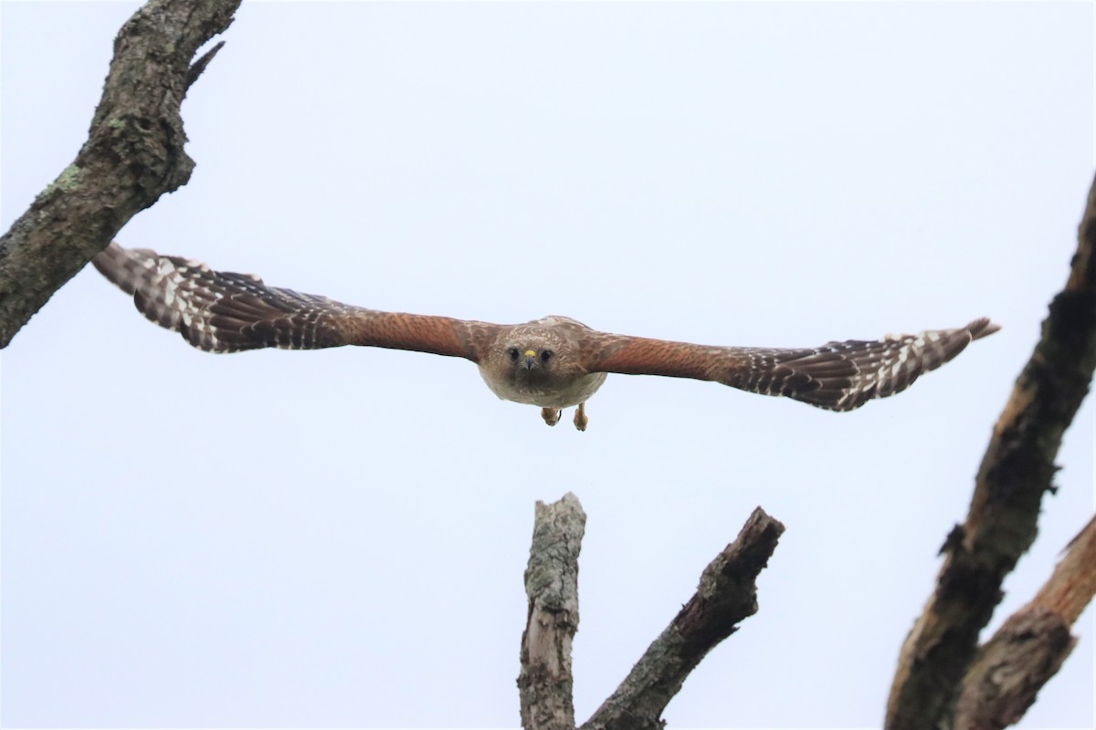 Red-shouldered Hawk - ML587852921