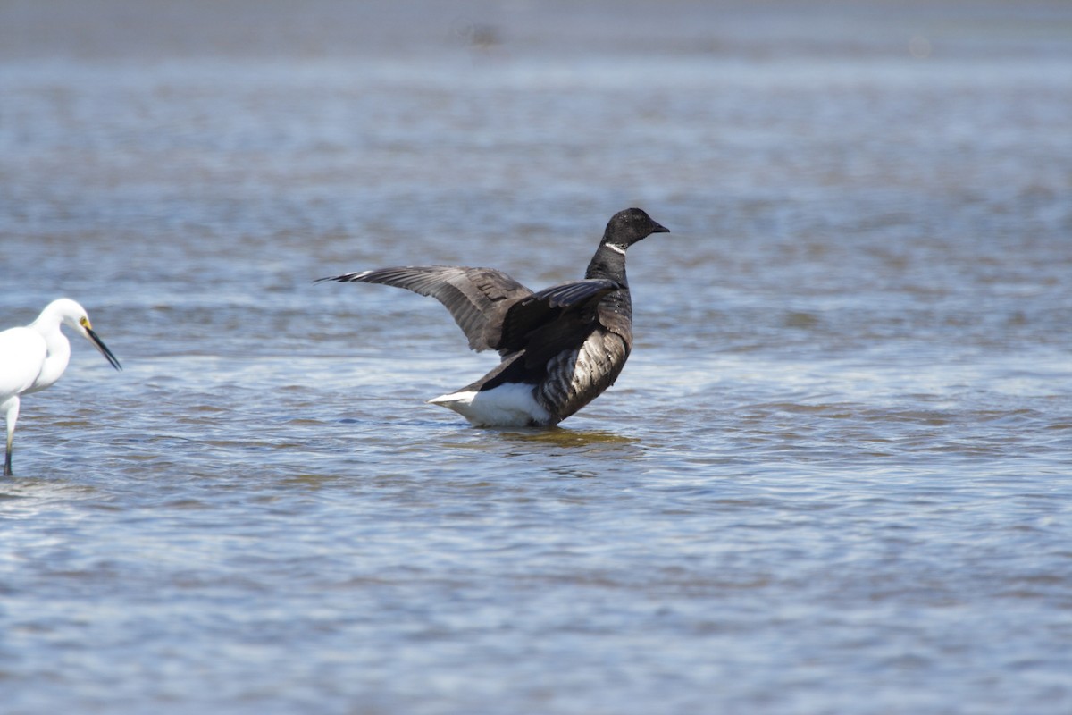 Brant - ML587853221