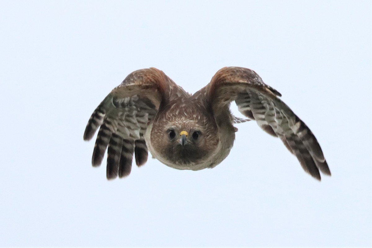 Red-shouldered Hawk - ML587853641