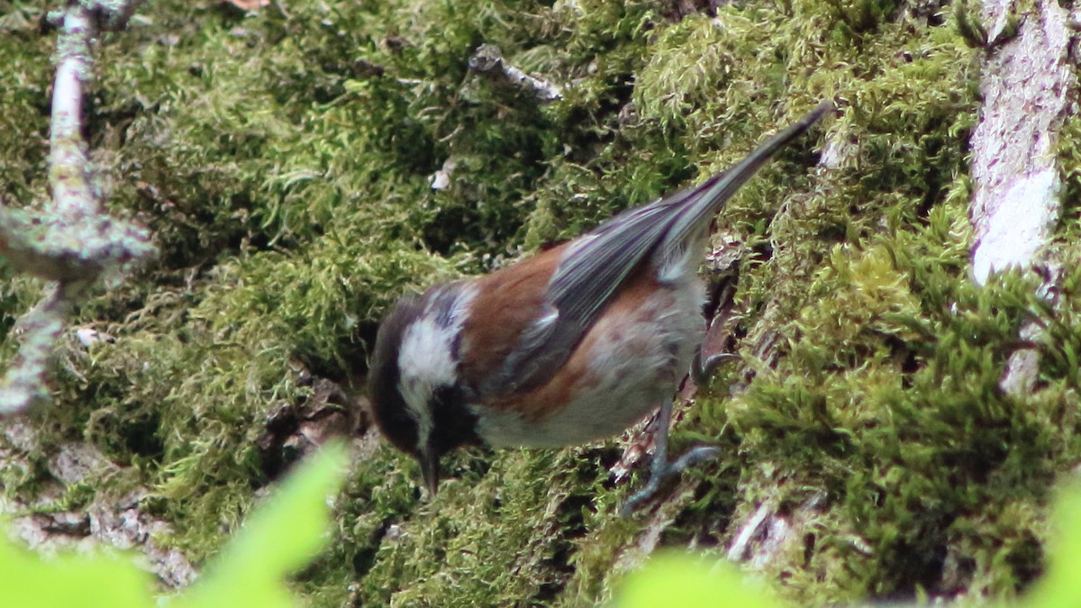 Chestnut-backed Chickadee - ML587853891