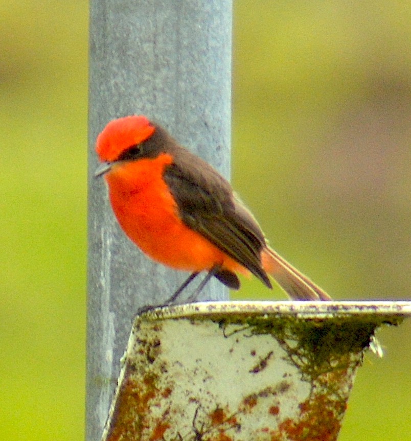 Brujo Flycatcher - ML587854821
