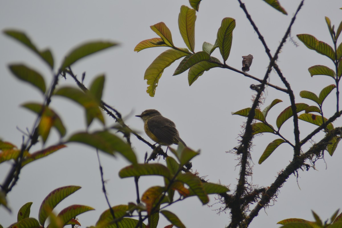 Brujo Flycatcher - ML587854831