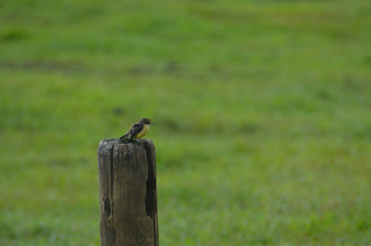 Brujo Flycatcher - ML587854841