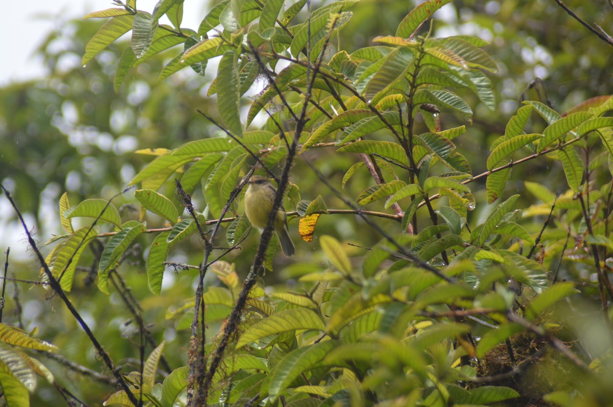 Brujo Flycatcher - ML587854851