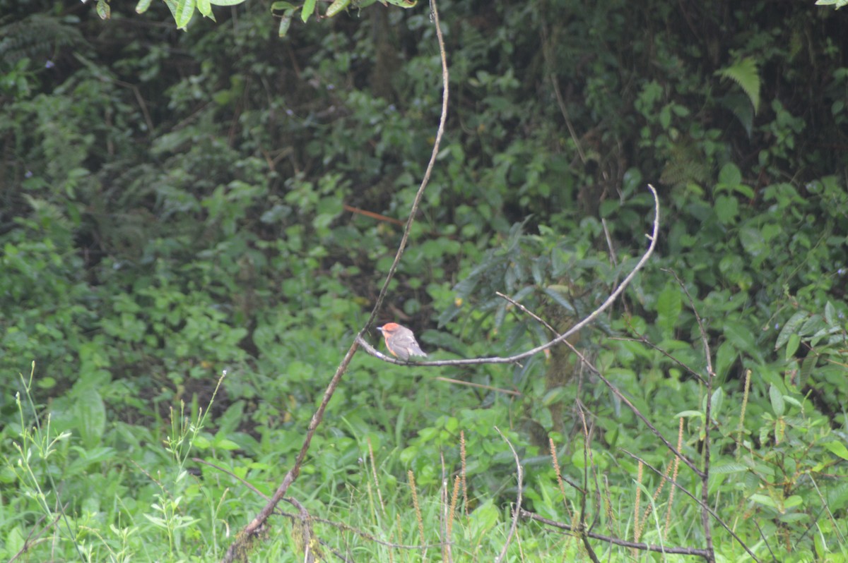 Brujo Flycatcher - ML587854861