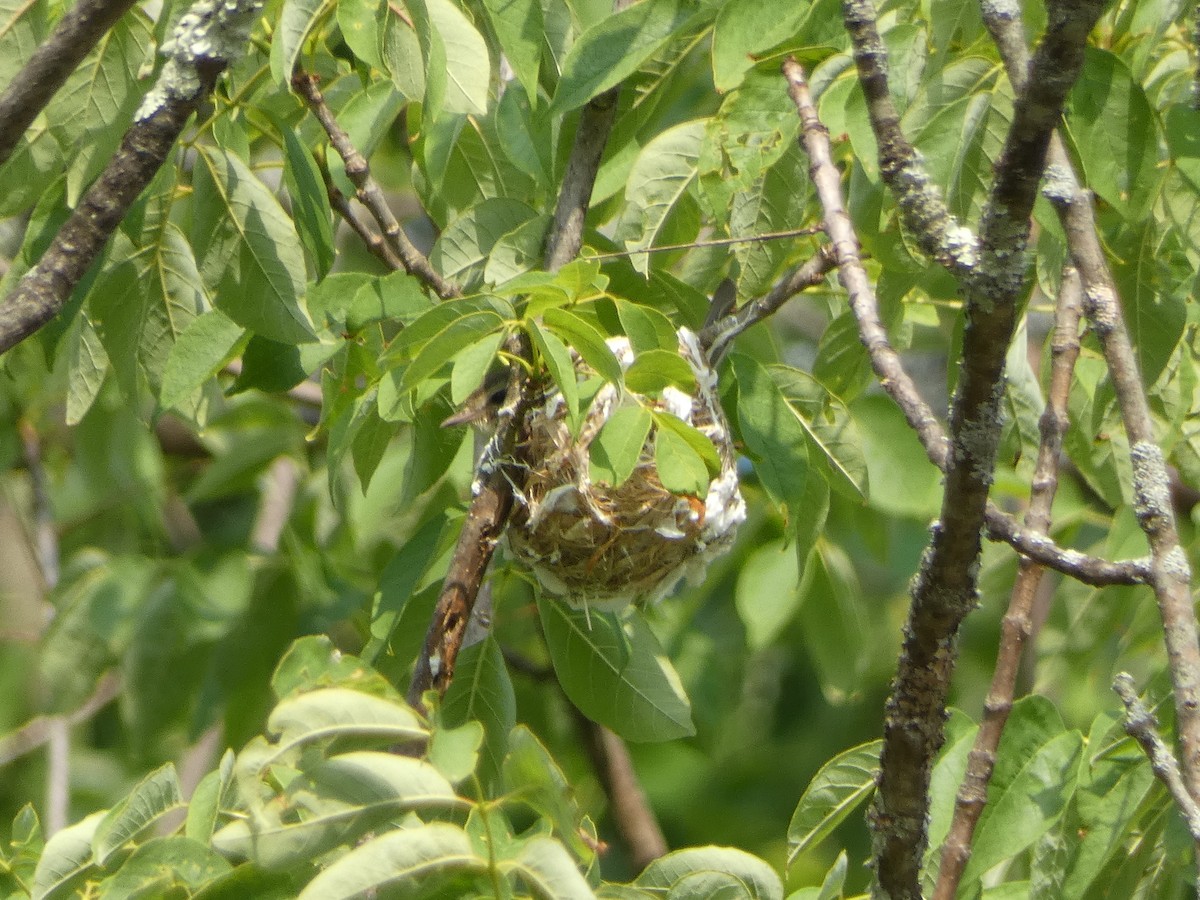 Warbling Vireo - ML587855711