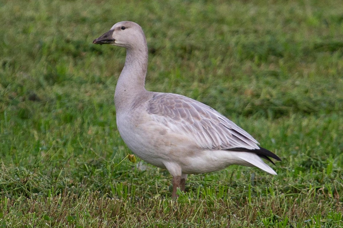 Snow Goose - ML587856391