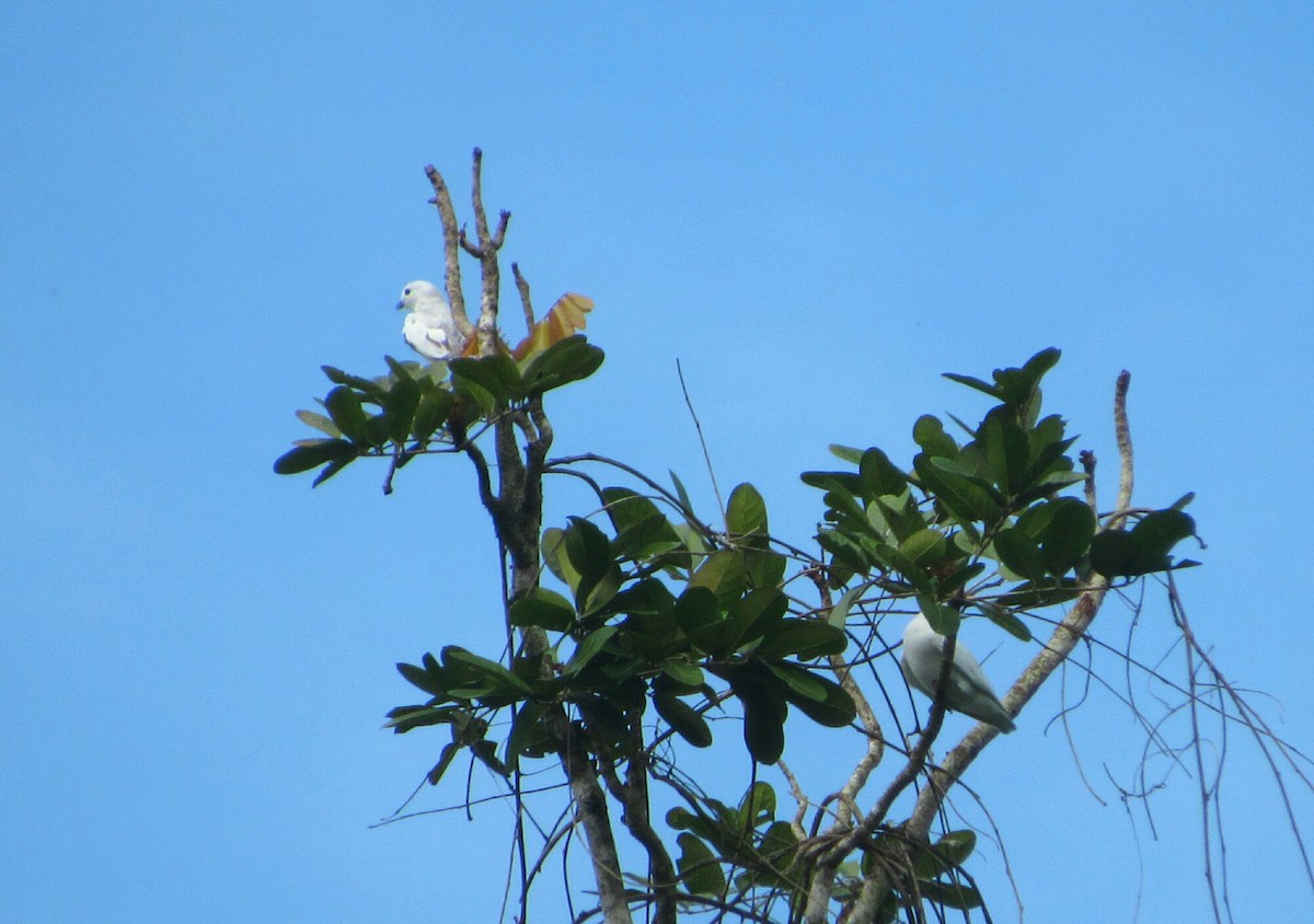 Cotinga neigeux - ML58785681