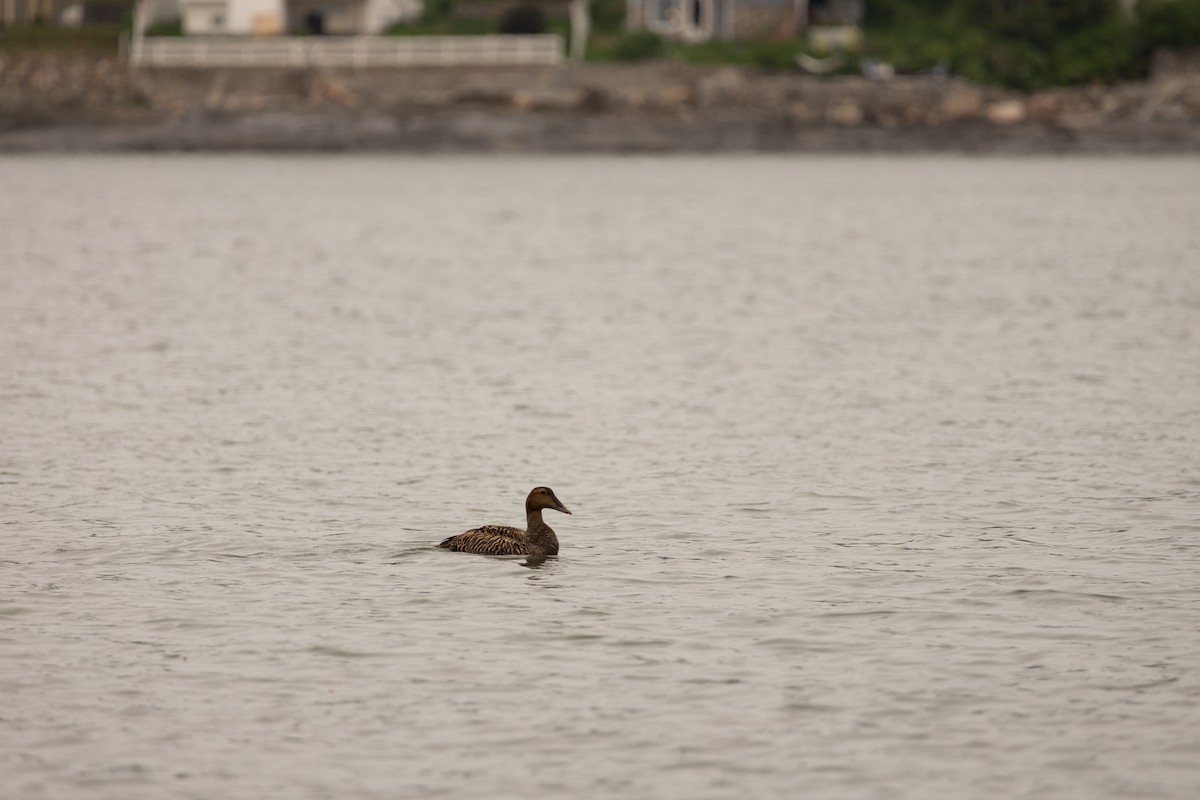 Common Eider - Laurent Prévost-Frenette