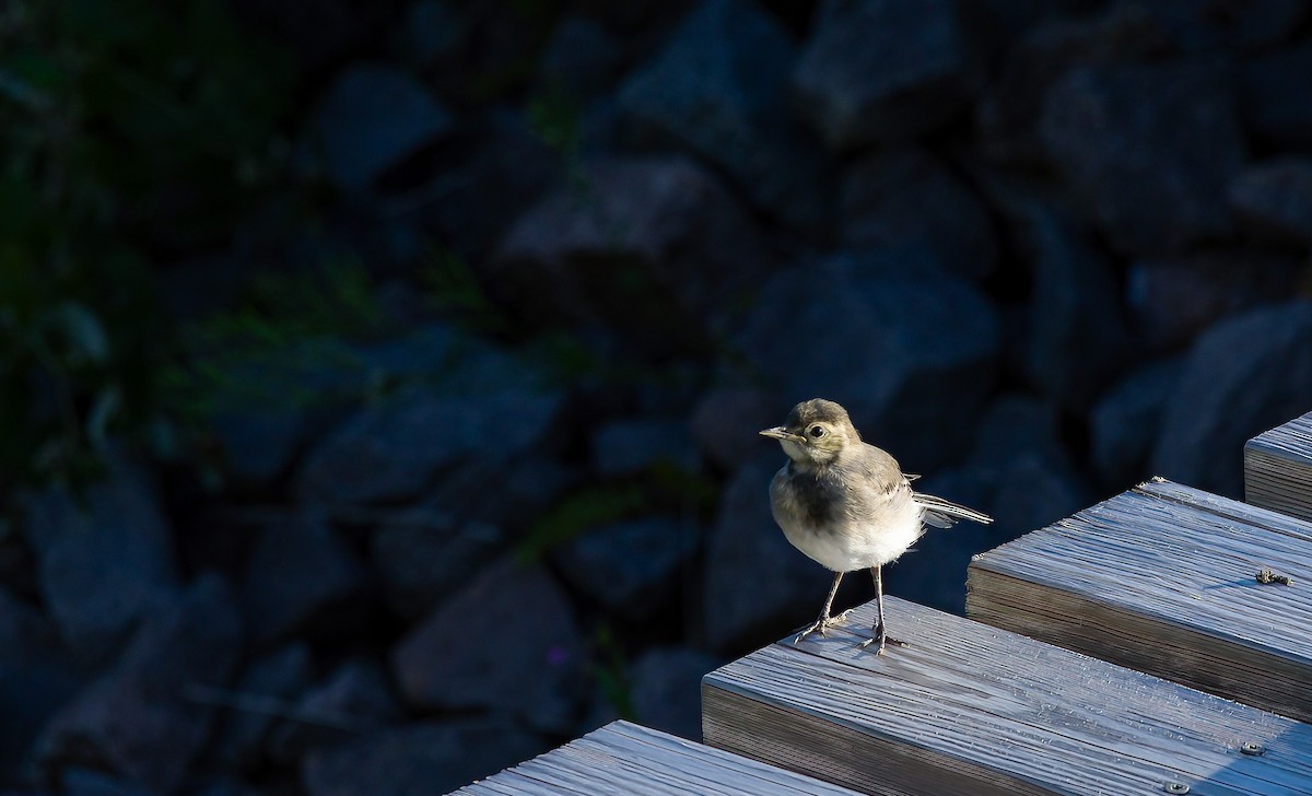 White Wagtail (White-faced) - ML587859081