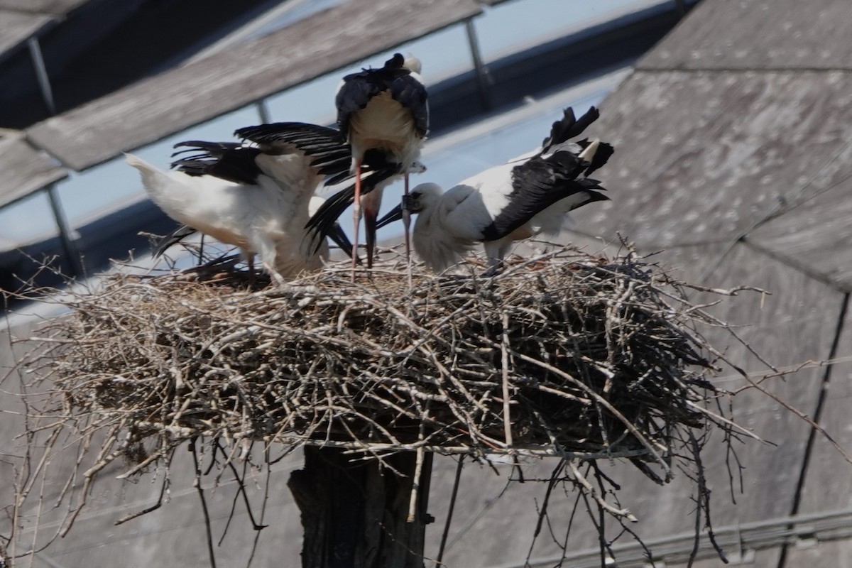 White Stork - Glenda Jones