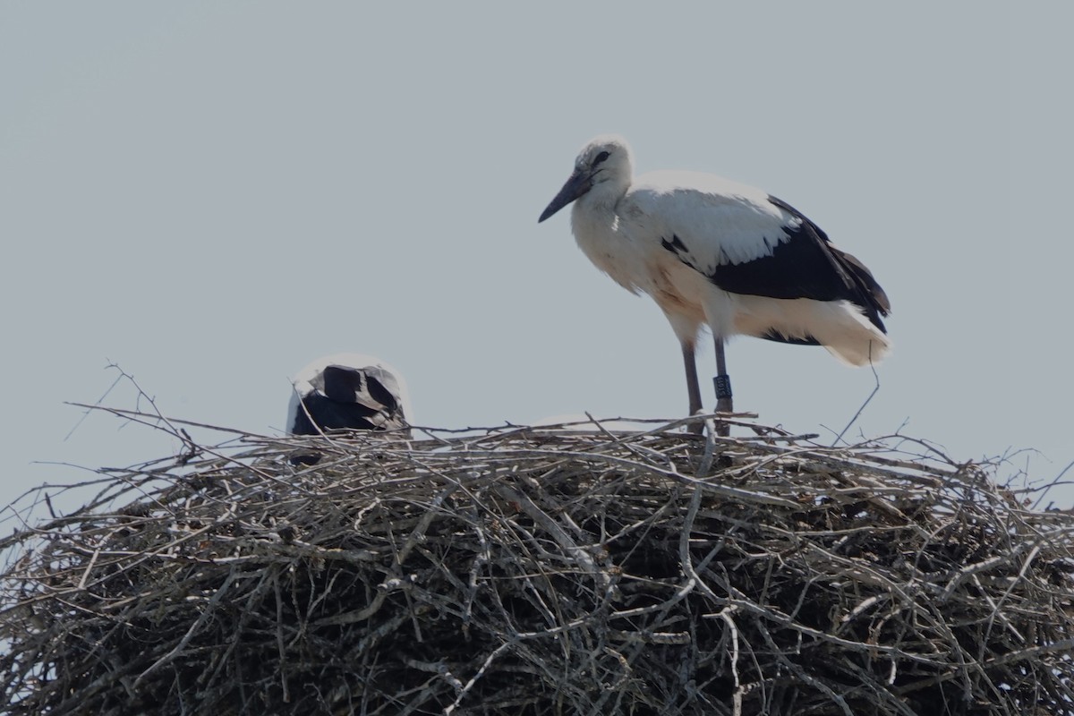 Cigogne blanche - ML587860991