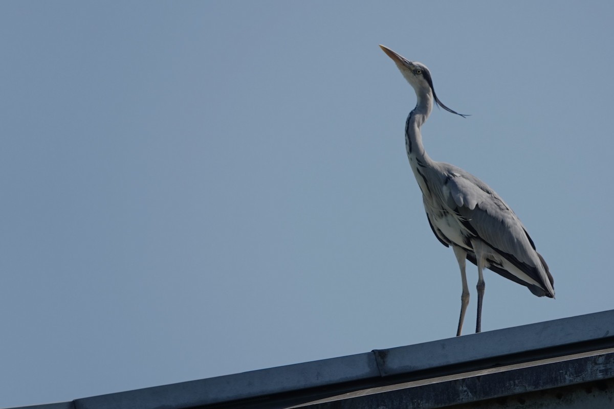 Gray Heron - Glenda Jones