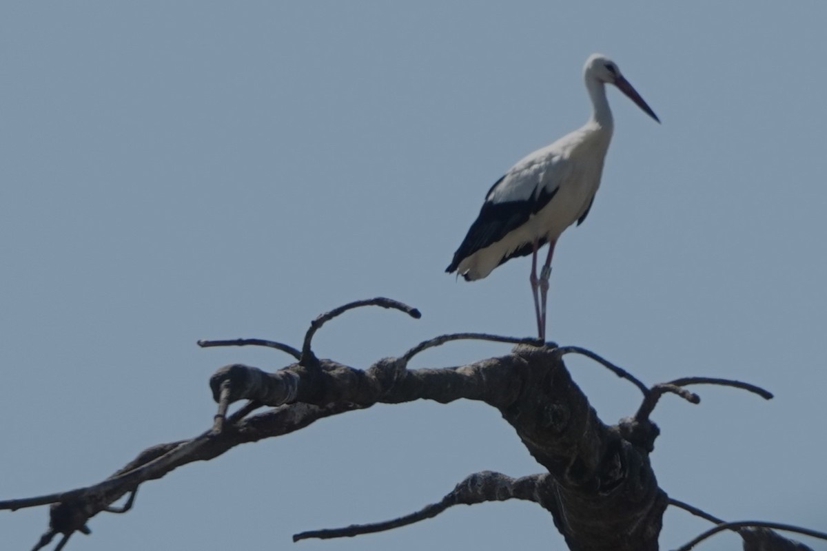 White Stork - Glenda Jones