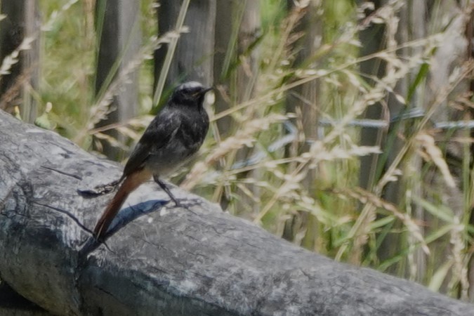 Black Redstart - Glenda Jones