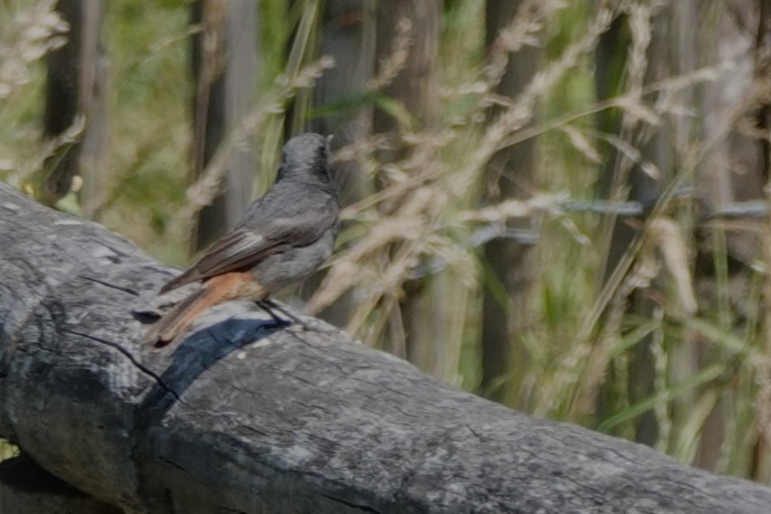 Black Redstart - Glenda Jones