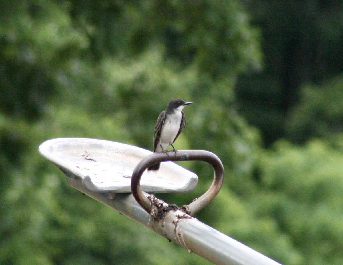 Eastern Kingbird - ML587861471