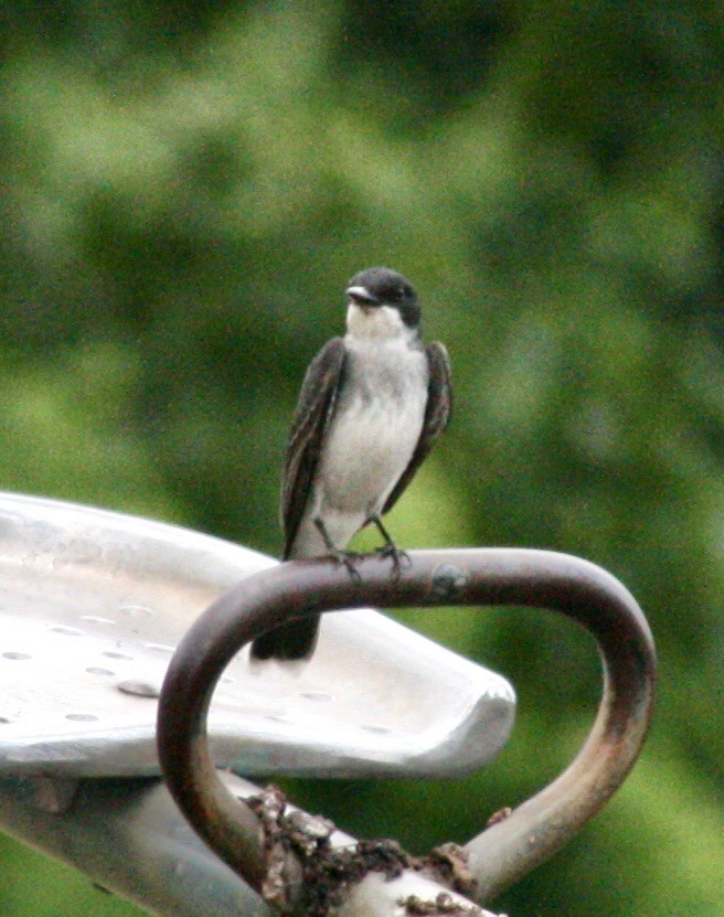 Eastern Kingbird - ML587861481