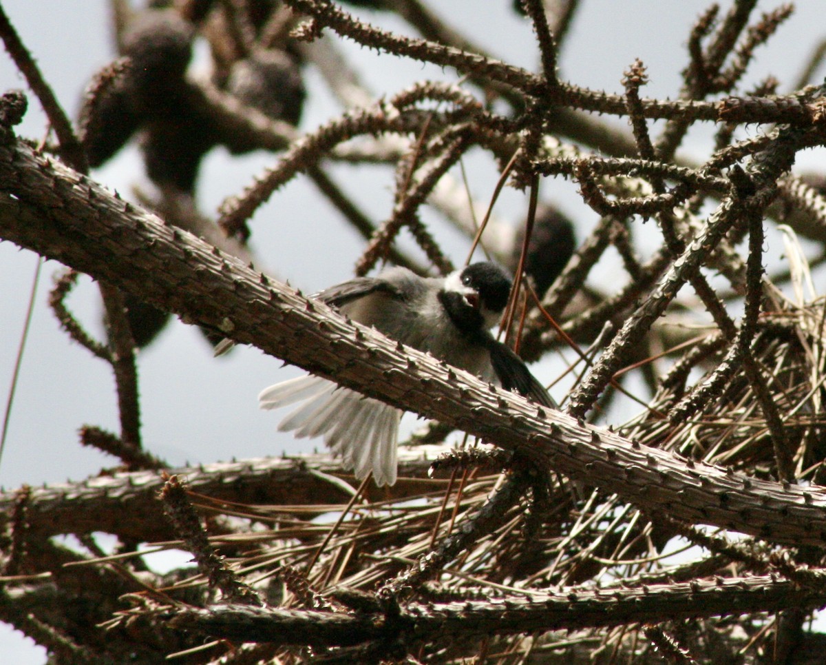 Carolina Chickadee - ML587861691