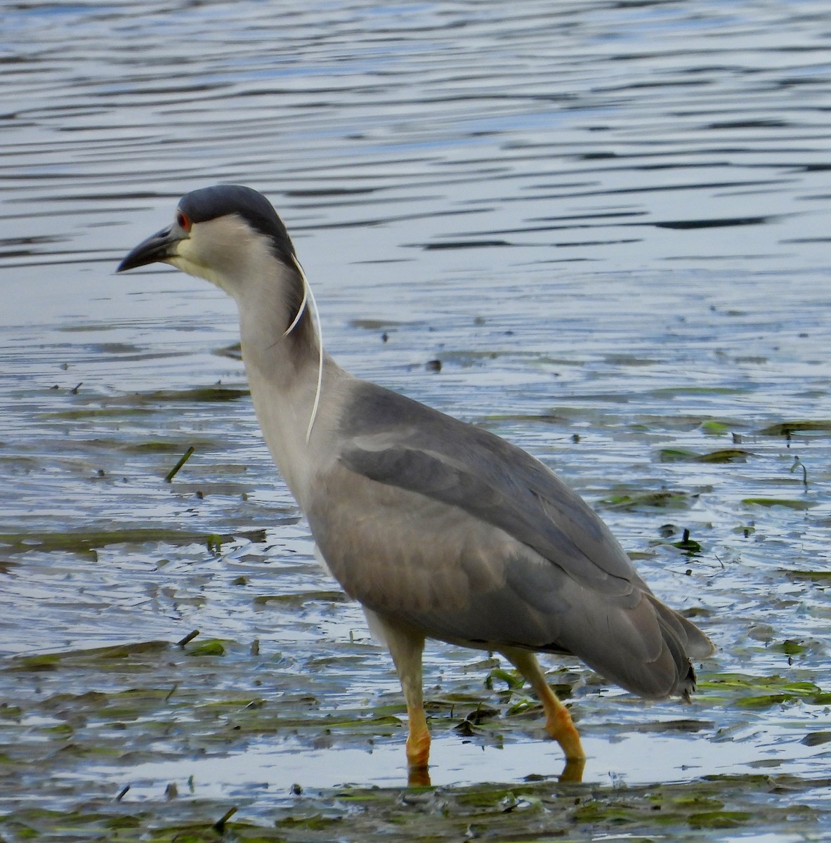 Black-crowned Night Heron - ML587861711