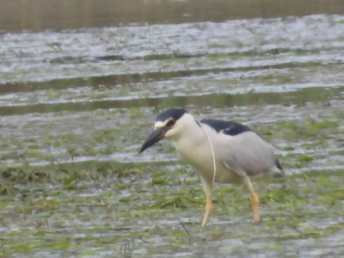 Black-crowned Night Heron - ML587861731