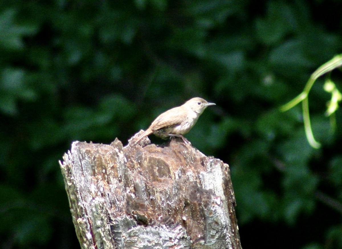 Northern House Wren - ML587861841