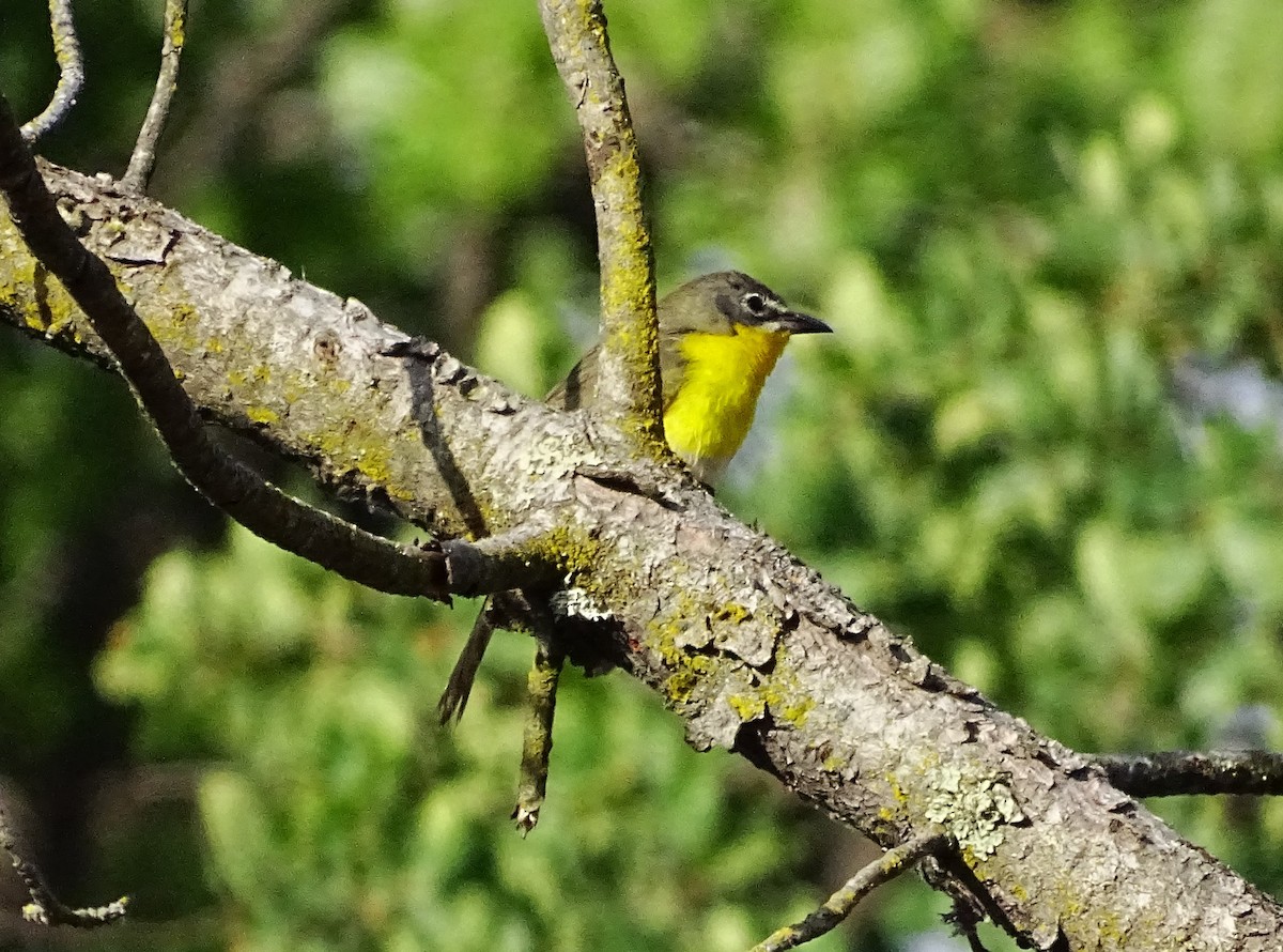 Yellow-breasted Chat - ML587861861