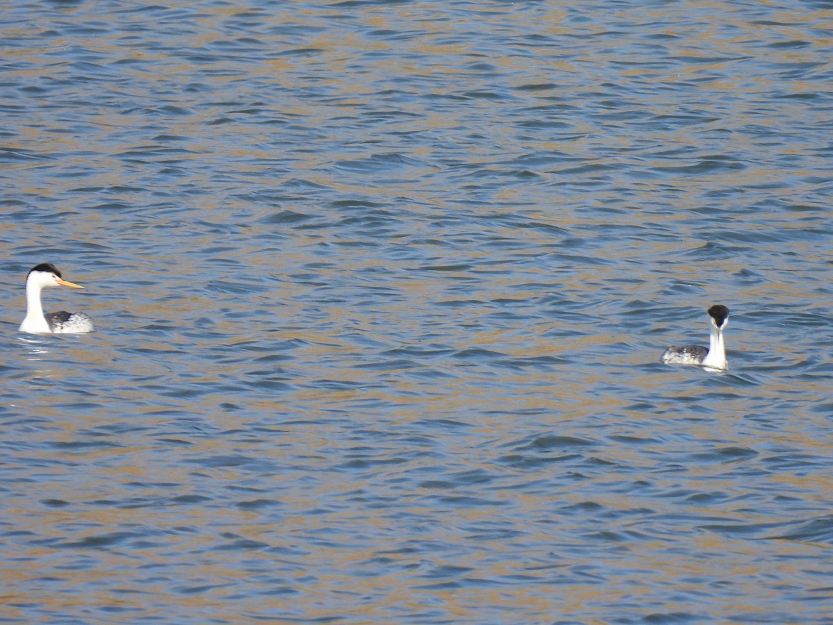 Clark's Grebe - ML587861871