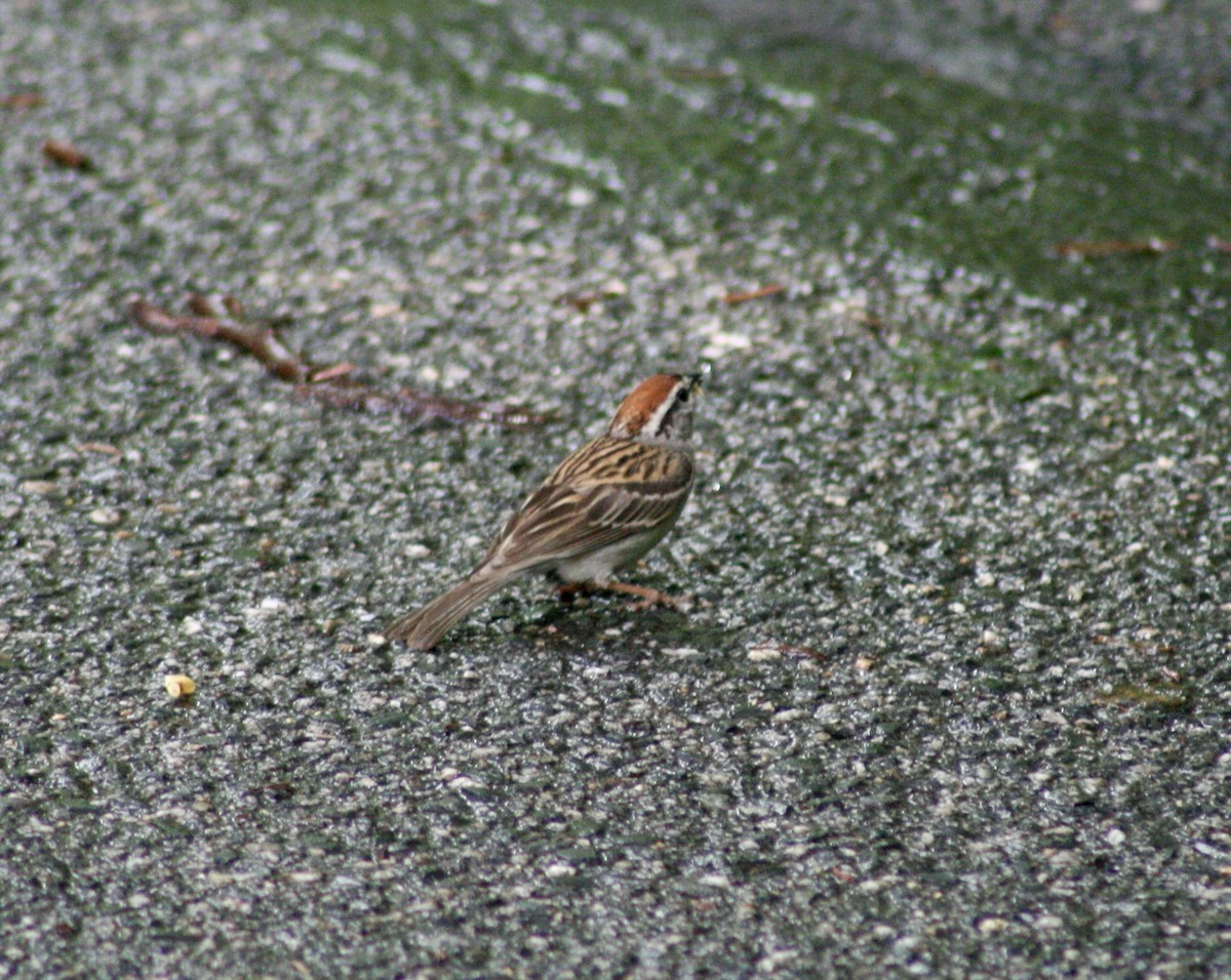 Chipping Sparrow - ML587862151