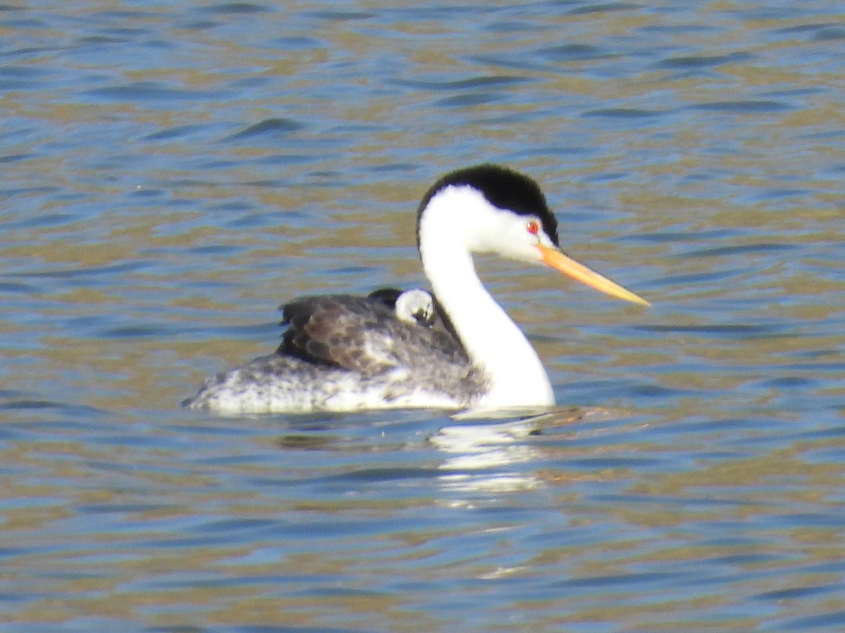 Clark's Grebe - ML587862841