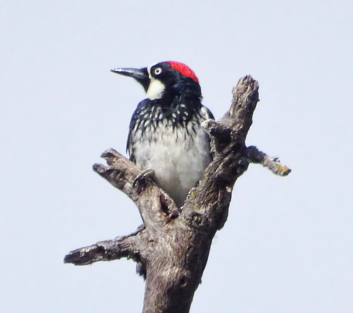 Acorn Woodpecker - ML587862991
