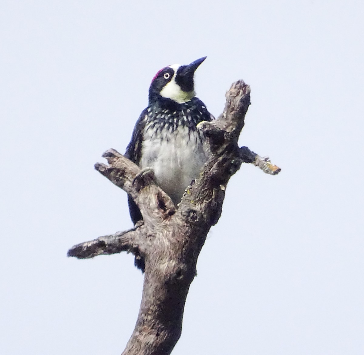Acorn Woodpecker - ML587863001