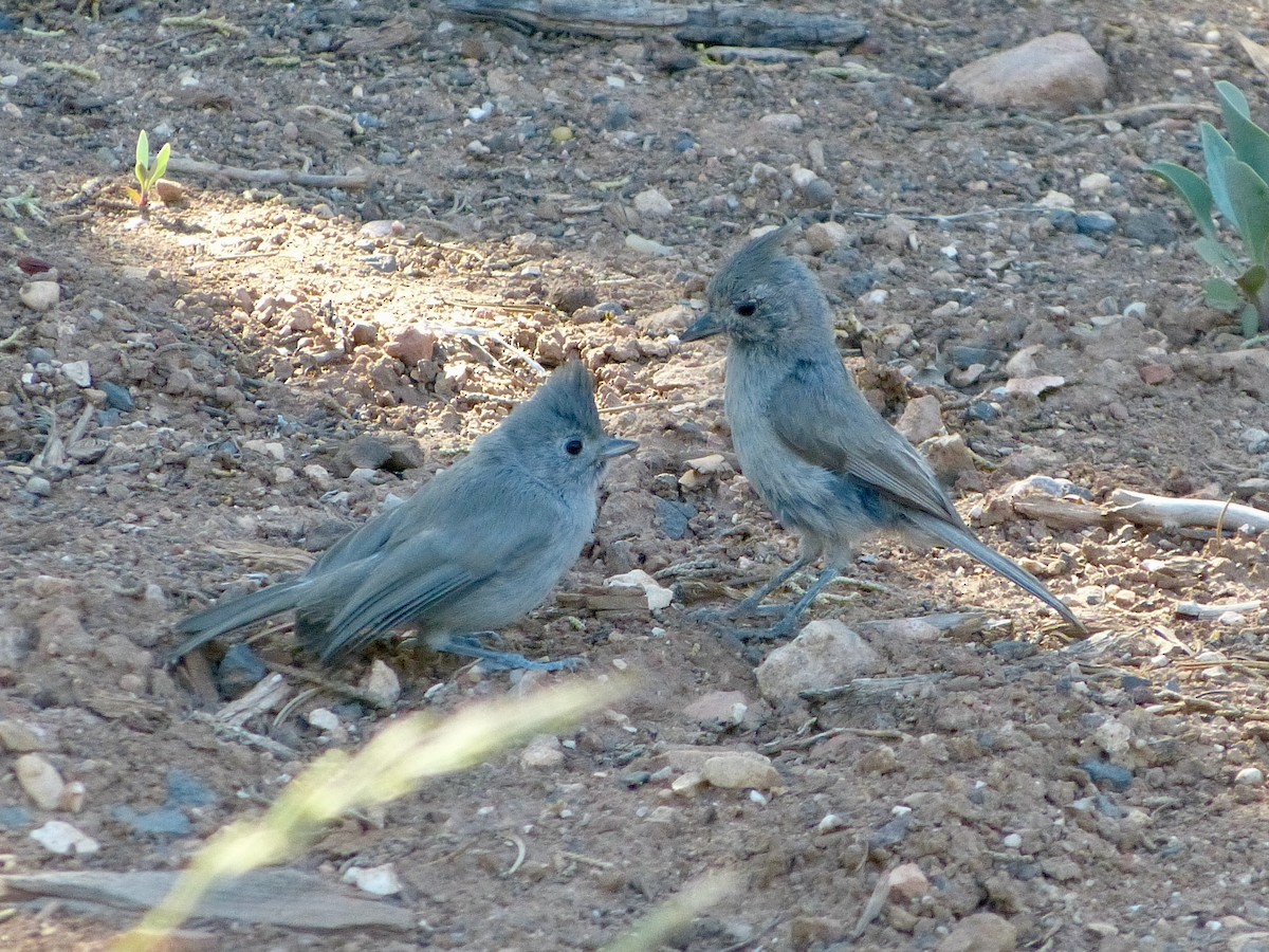 Juniper Titmouse - ML587863801