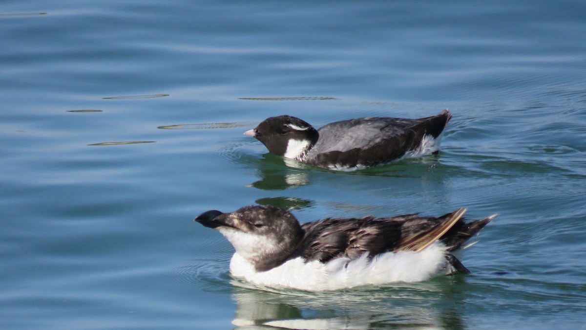 Ancient Murrelet - Felipe Rosado Romero