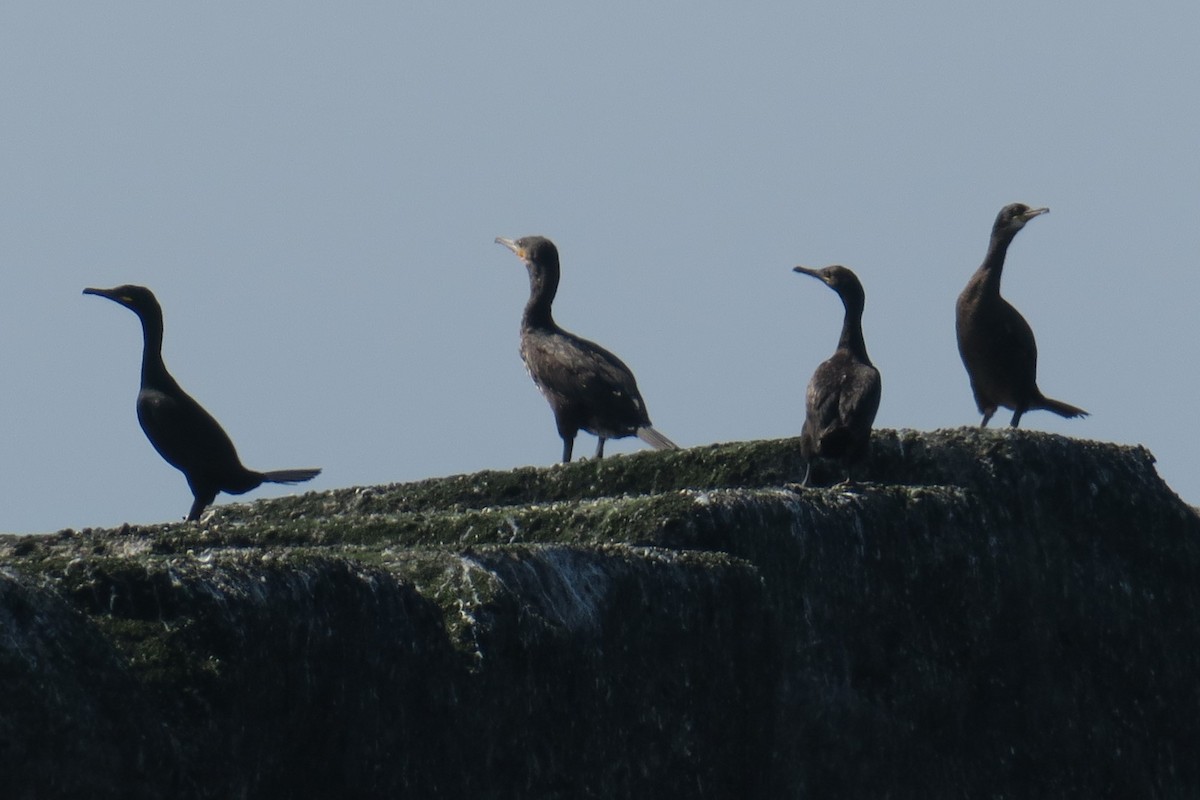Cormoran huppé - ML587863931