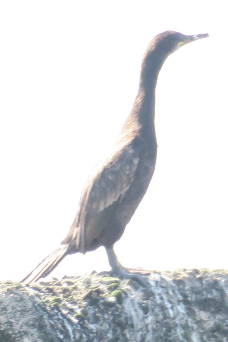 Cormoran huppé - ML587864001