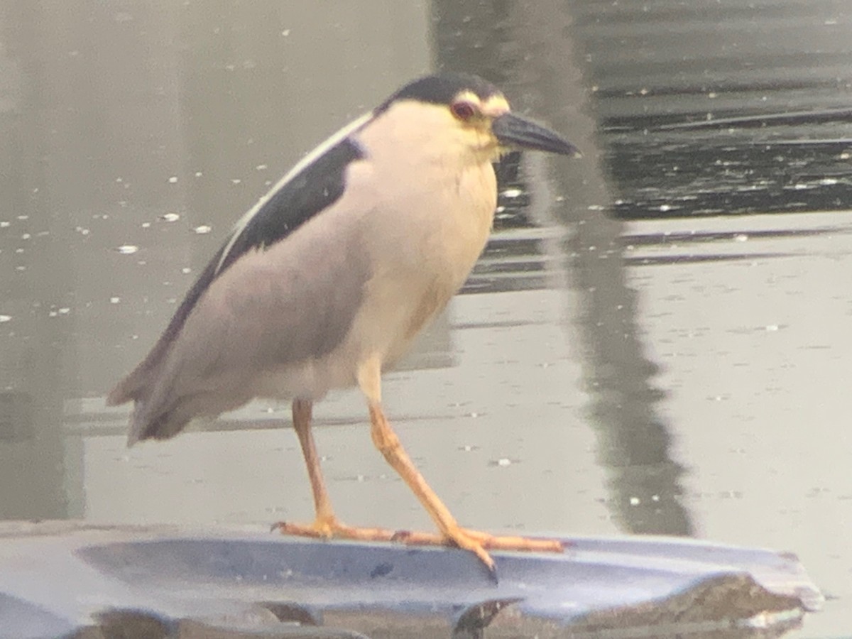 Black-crowned Night Heron - ML587864221