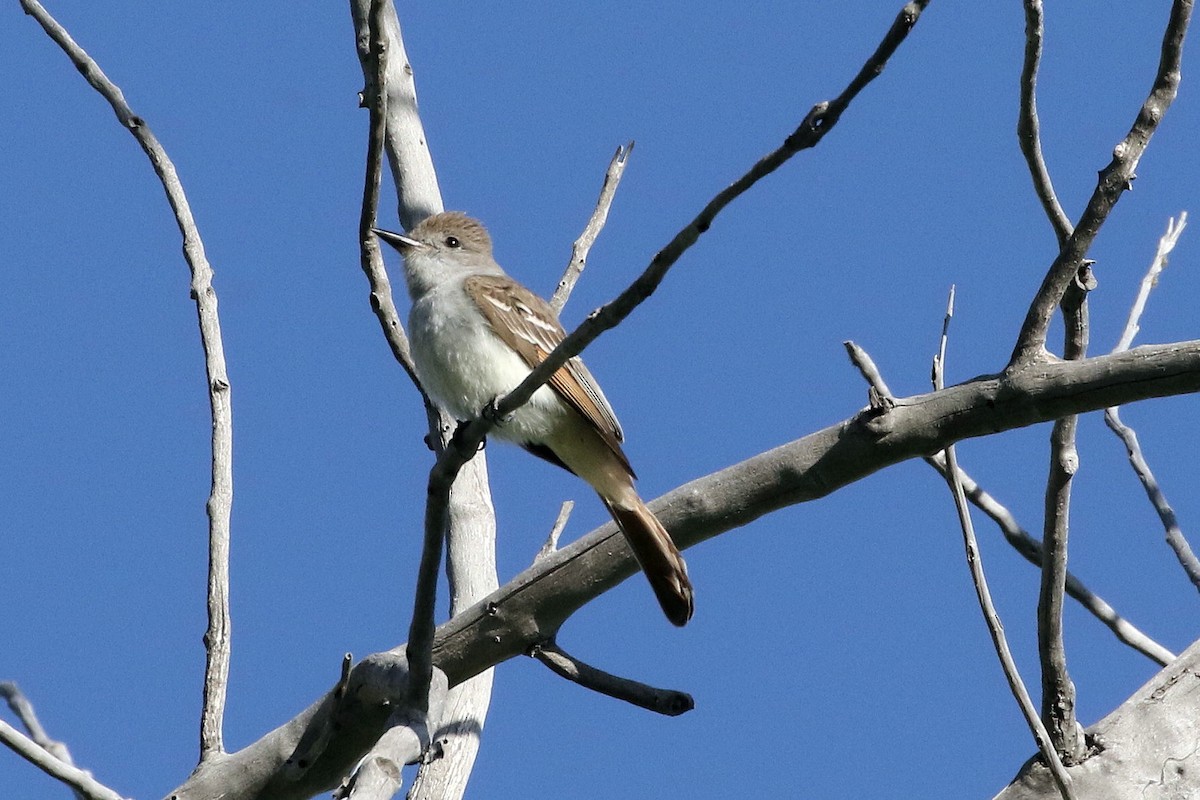 Ash-throated Flycatcher - ML58786441