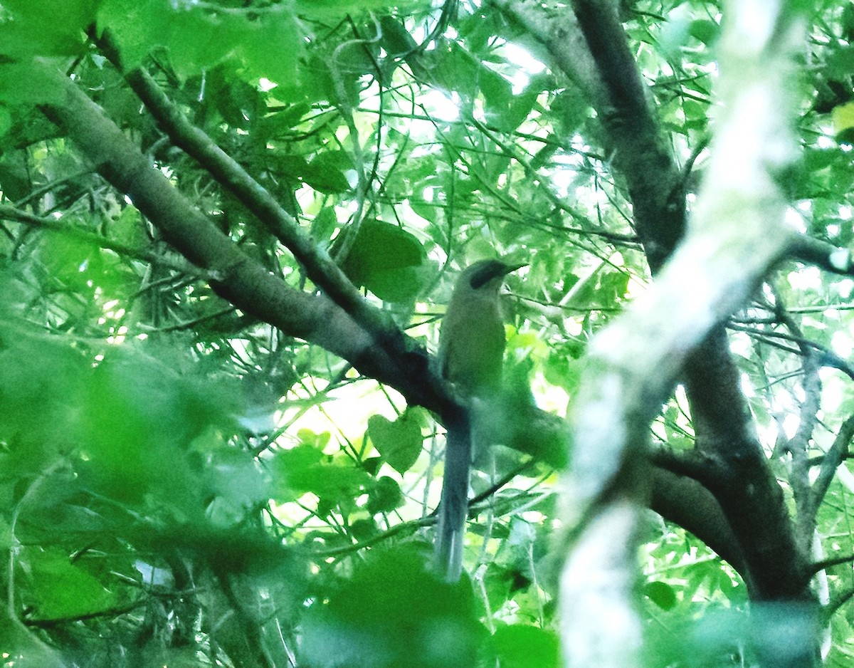 Rufous-capped Motmot - ML587864651