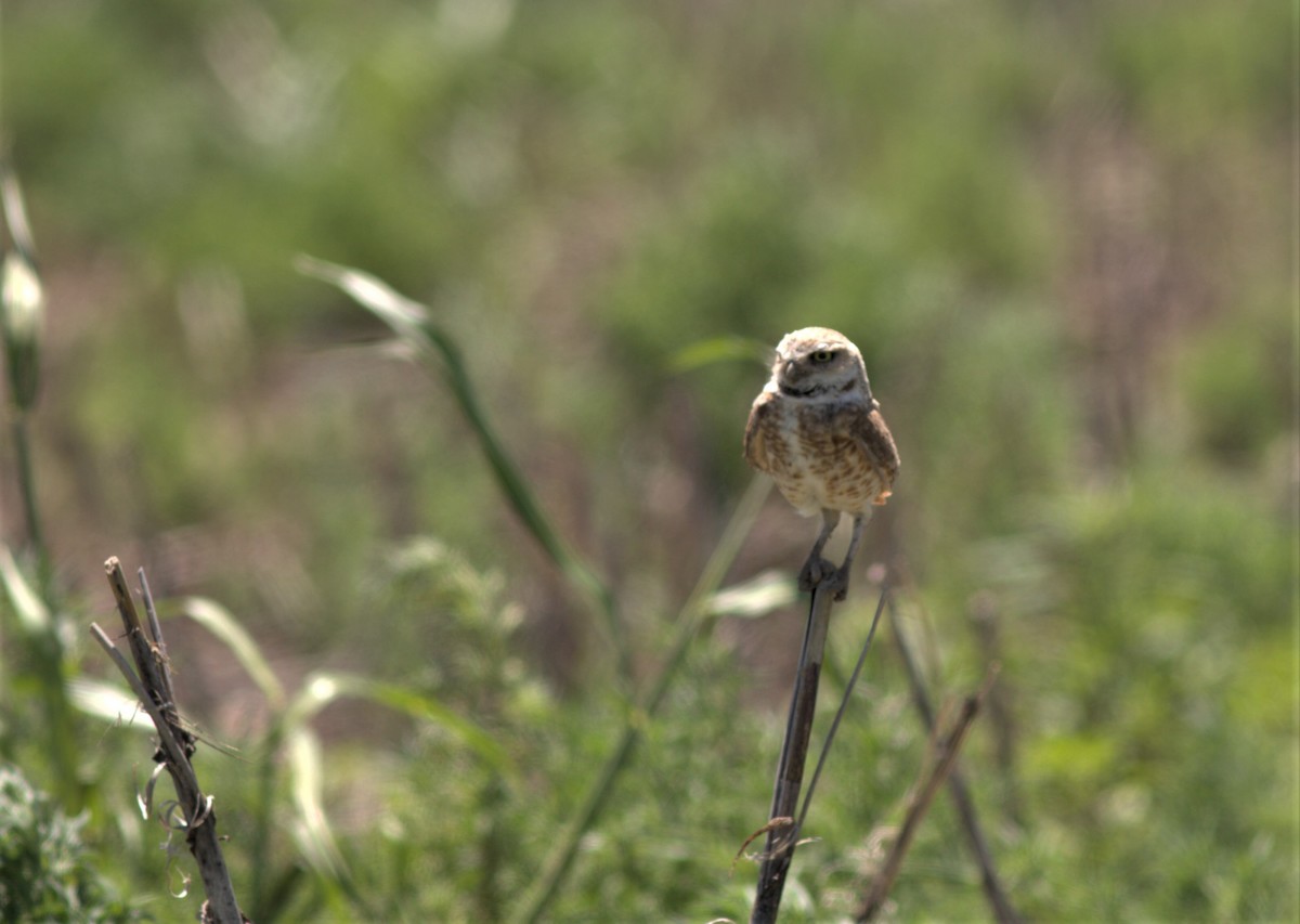 Burrowing Owl - ML587864791