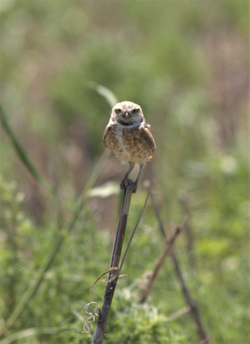 Burrowing Owl - ML587864801